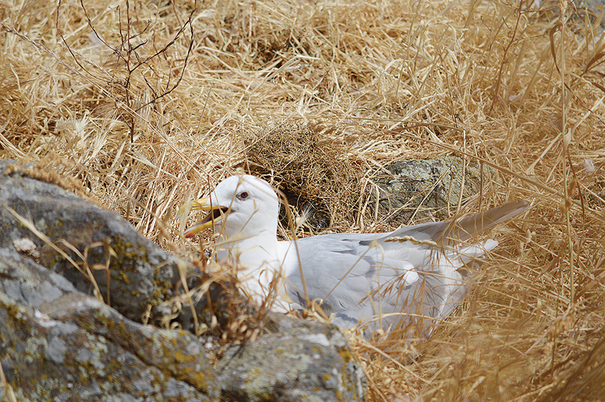 seagull-on-nest